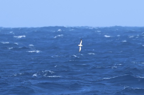 Sargasso Shearwater (Puffinus lherminieri)