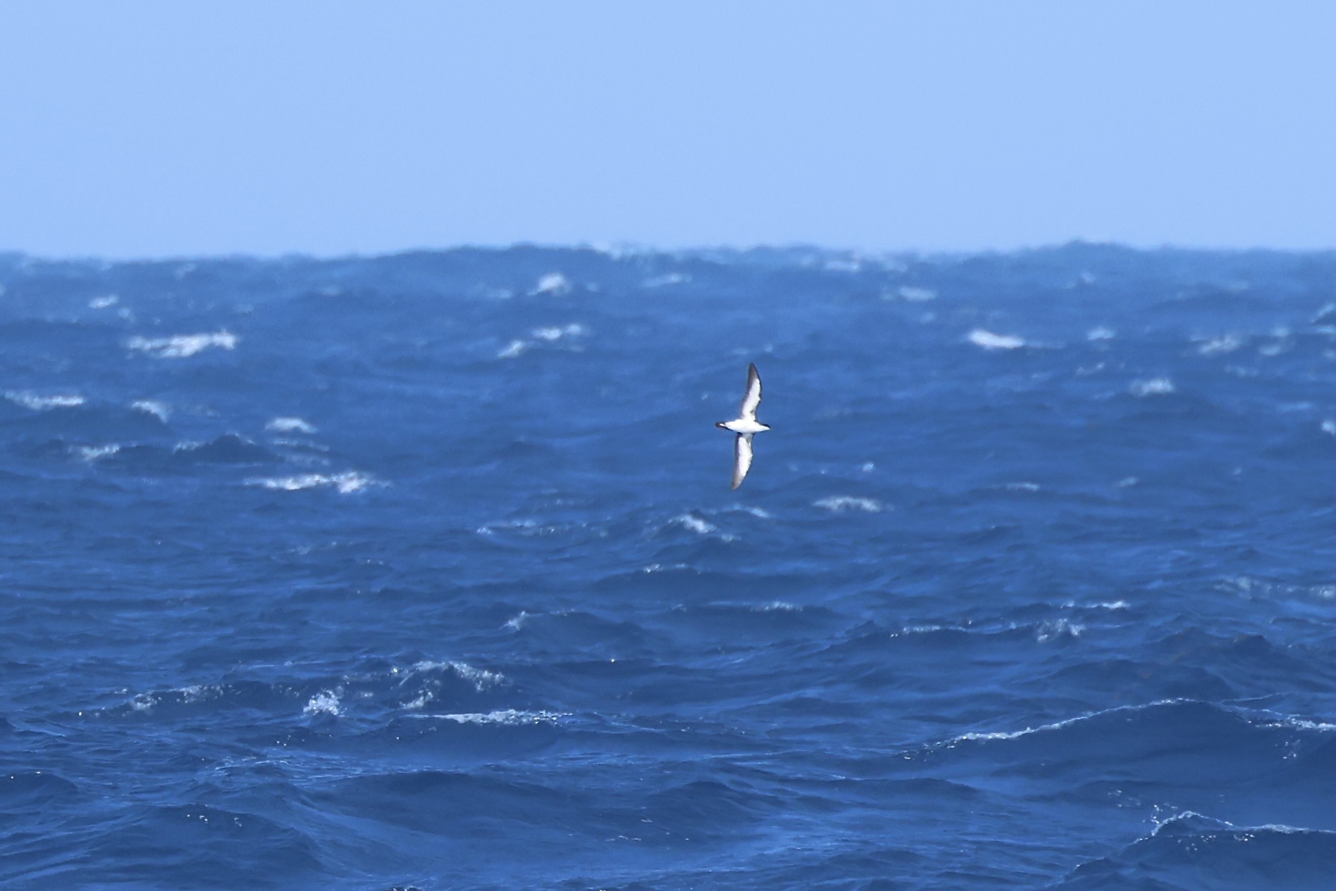 Sargasso Shearwater illustration