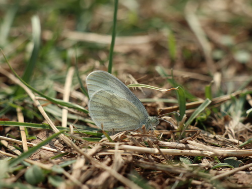 Fenton’s Wood White