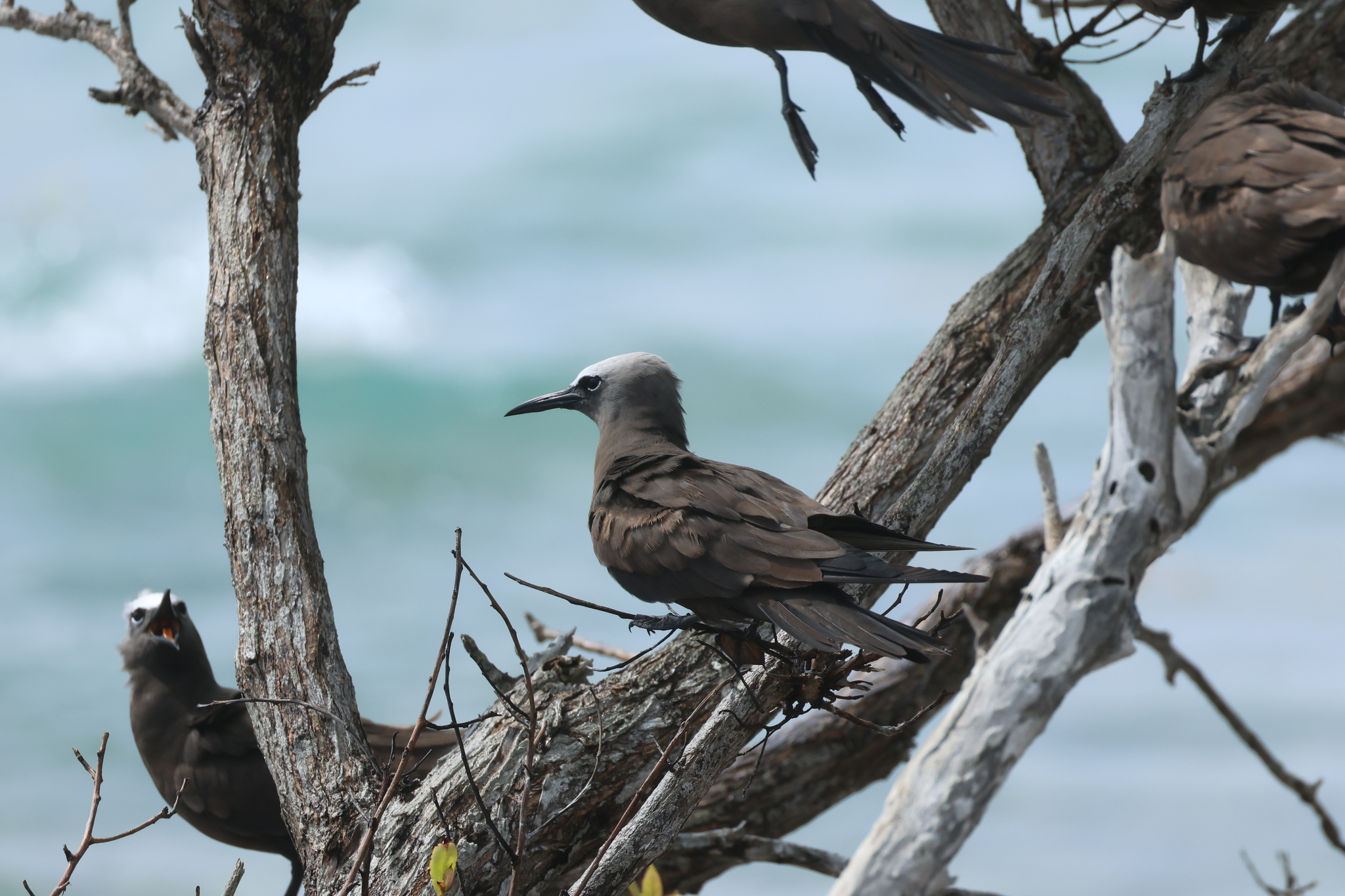 Brown Noddy