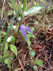 Clematis occidentalis grosseserrata