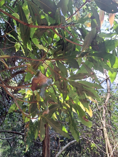 Image of Litsea acuminata by (c) vrxz, some rights reserved (CC BY-SA)