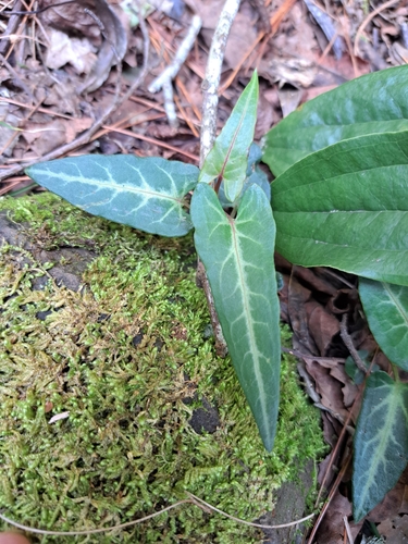 Tuber fleeceflower (Reynoutria multiflora)