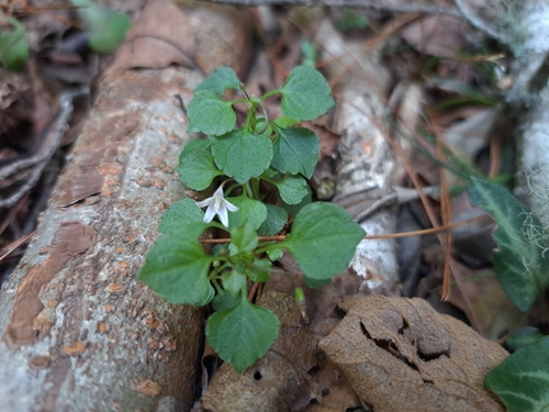 Image of Peracarpa carnosa by (c) vrxz, some rights reserved (CC BY-SA)
