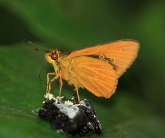 Xanthoneura corissa