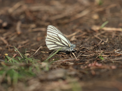 Pieris dulcinea