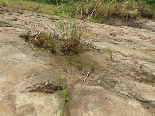 Image of Eleocharis geniculata by (c) chiuluan, some rights reserved (CC BY)