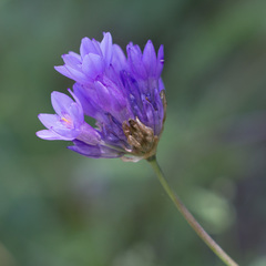 Dipterostemon capitatus capitatus