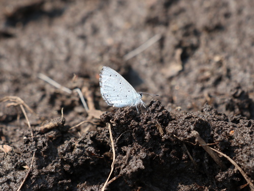 Holly Blue