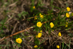Ranunculus monophyllus