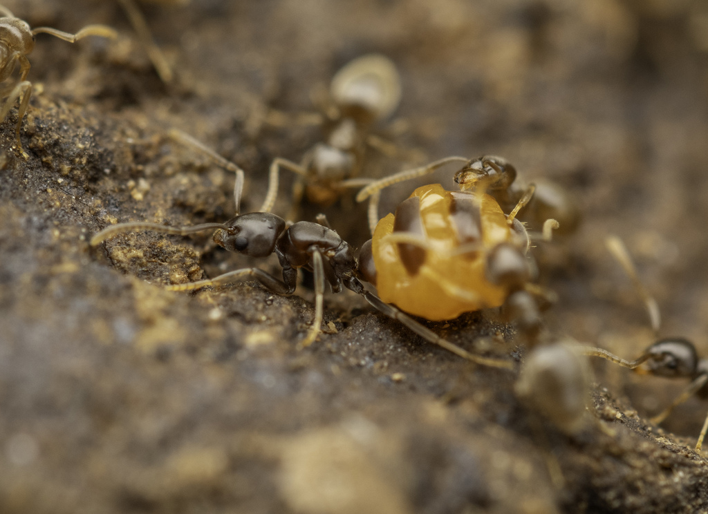 Bothriomyrmex