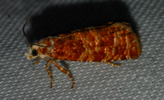 Retinia virginiana