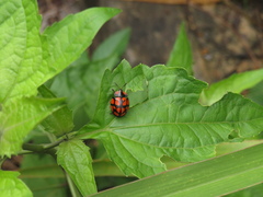 Botanochara sedecimpustulata