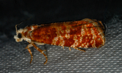 Retinia virginiana