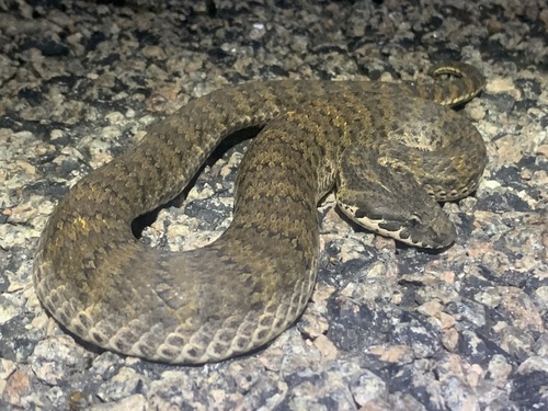 Photo of a Barkly Tableland Death Adder (Acanthophis hawkei)