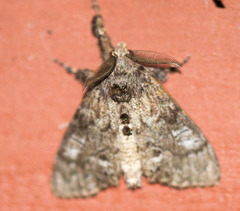 Dasychira dorsipennata