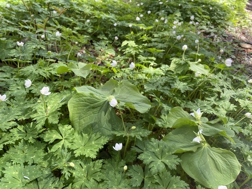 Trillium tschonoskii iNat (3)