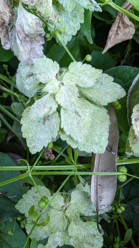 観察された菌類