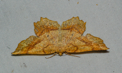 Euchlaena marginaria