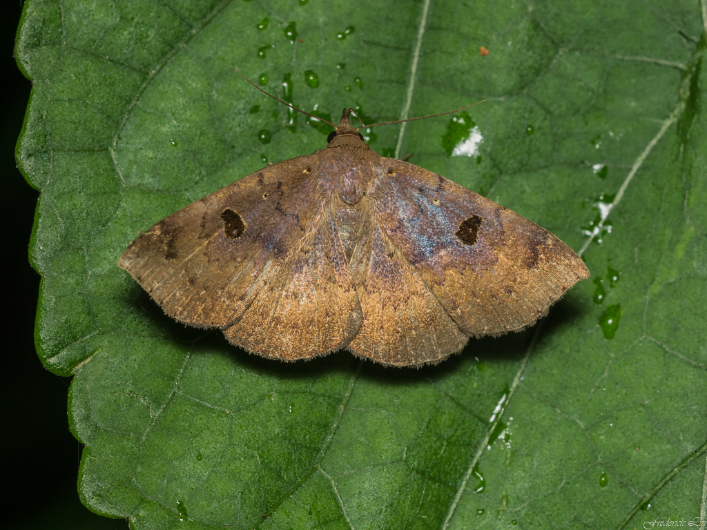 Mosopia punctilinea