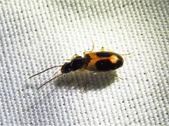Badister elegans