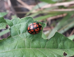 Botanochara sedecimpustulata