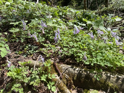 Corydalis lineariloba iNat (3)