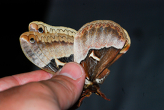 Callosamia angulifera