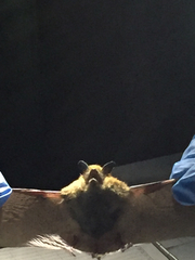 Myotis ciliolabrum