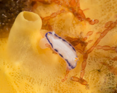 Hypselodoris peasei image
