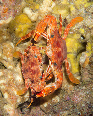 Goniosupradens hawaiensis
