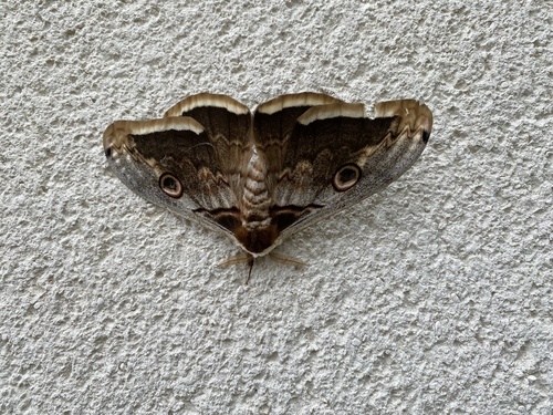 Saturnia pyri