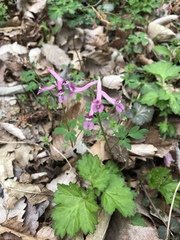 Corydalis decumbens