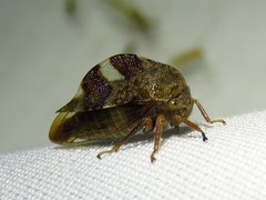 Cyrtolobus tuberosus