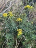 Shoddy Ragwort - Photo (c) David Eedes, some rights reserved (CC BY-NC), uploaded by David Eedes