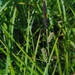 Carex × strictiformis - Photo (c) cumak, algunos derechos reservados (CC BY-NC)