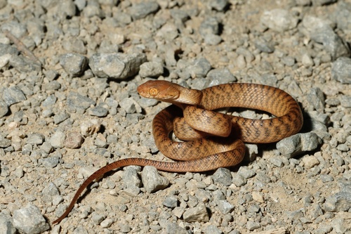 Brown Tree Snake sighting
