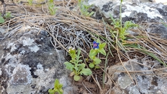 Anagallis