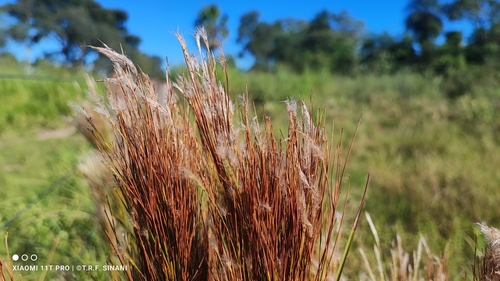 Image of Anatherum bicorne by (c) Thomaz Ricardo Favreto Sinani, some rights reserved (CC BY)