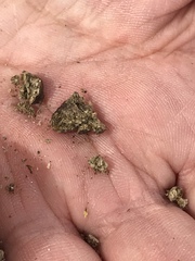 Dipsosaurus dorsalis