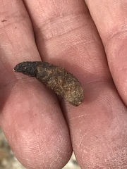 Dipsosaurus dorsalis