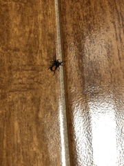 Castianeira descripta