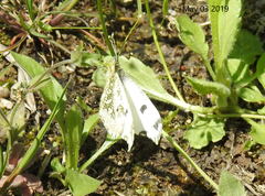 Anthocharis scolymus