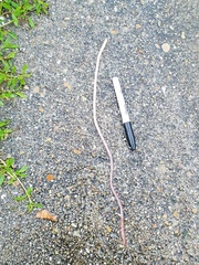 Lumbricus terrestris