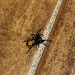 Castianeira descripta