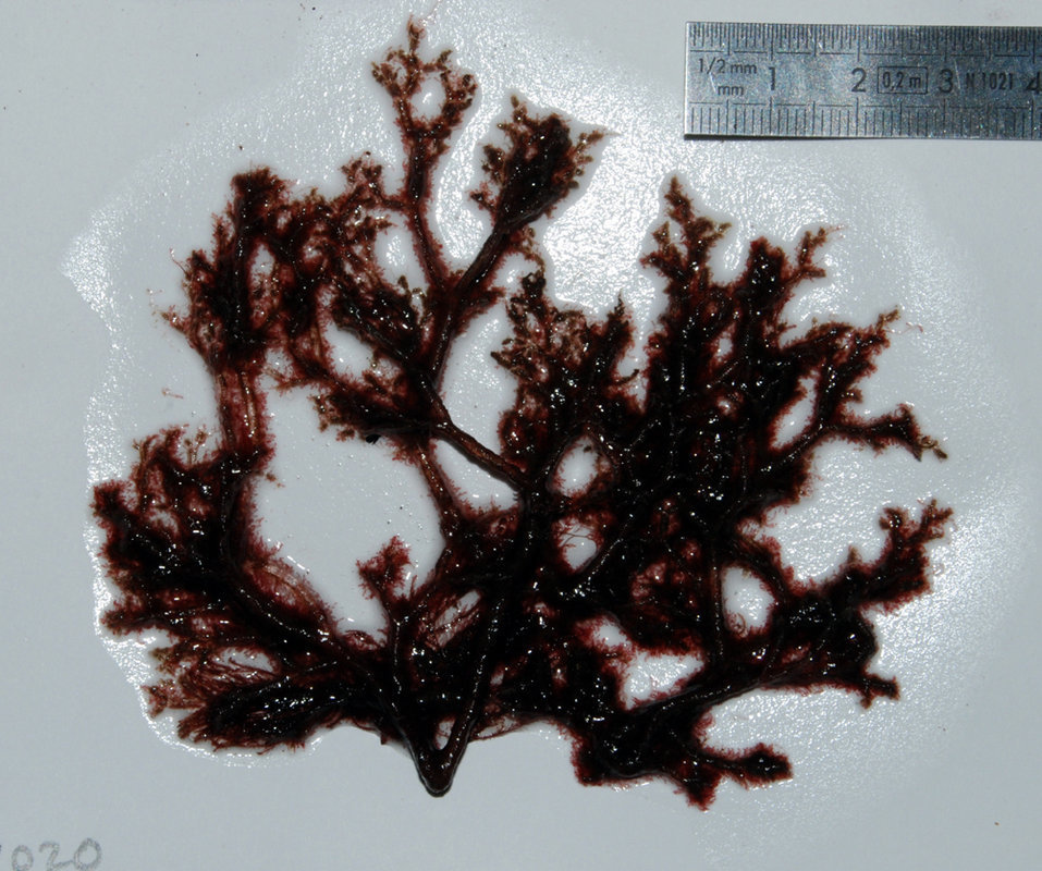 Antithamnionella