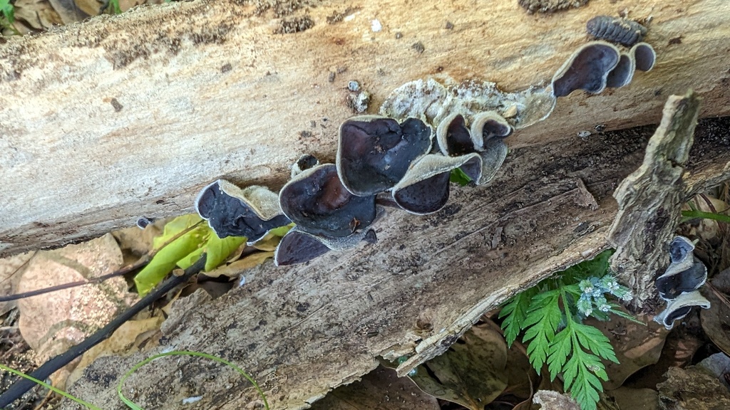 Auricularia polytricha · May 2024 · photo: © atsushi_nakajima_cirque (iNaturalist, cc-by)