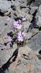 Ricotia cretica
