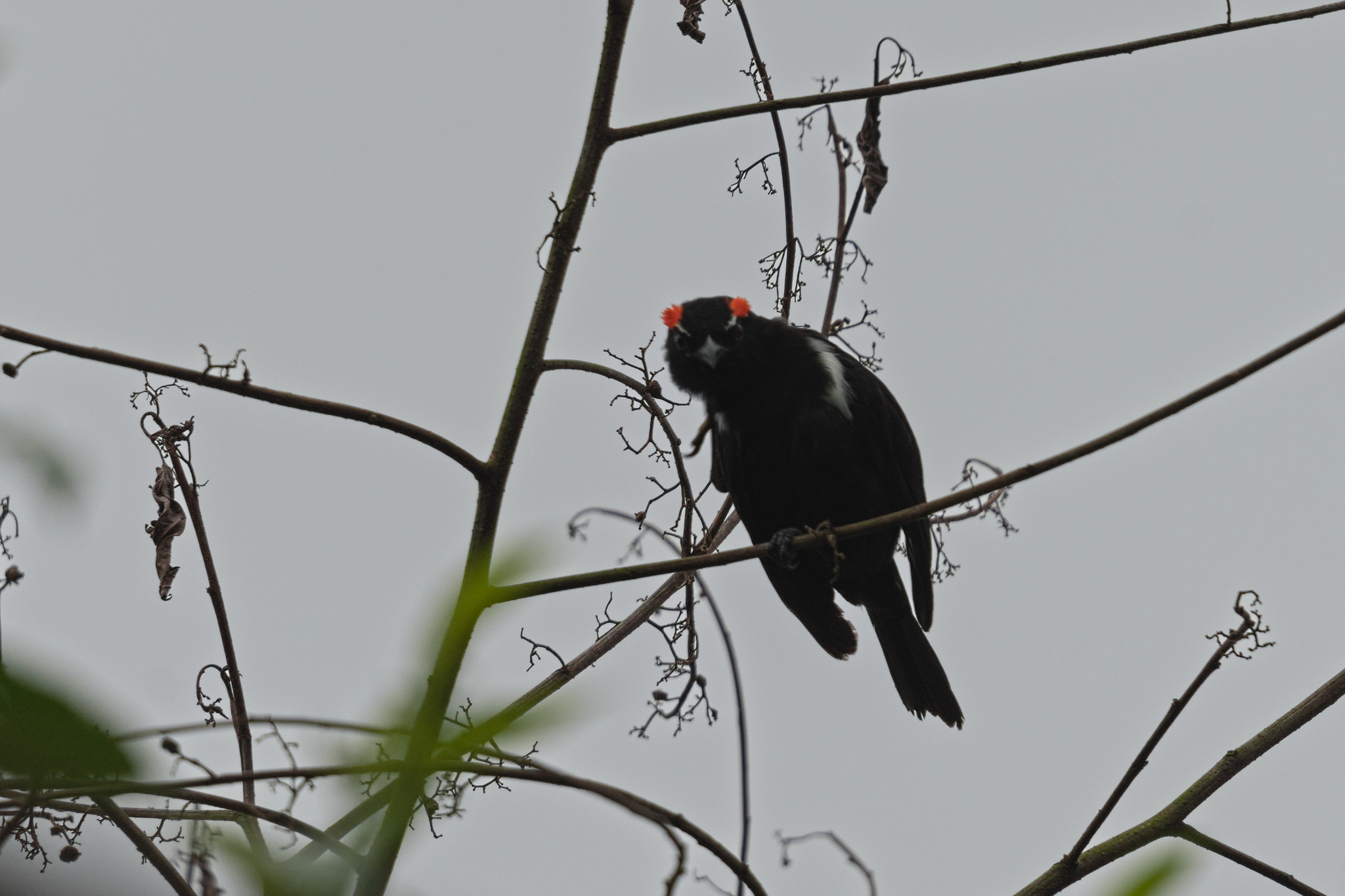 Scarlet-browed Tanager (Heterospingus xanthopygius)