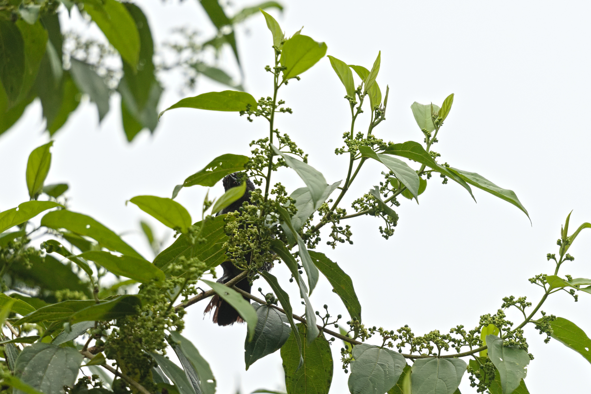 Scarlet-browed Tanager (Heterospingus xanthopygius), photo 7